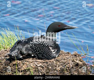 Loon comune nidificare e proteggere il nido presso la riva del lago nel suo ambiente e habitat con uno sfondo sfocato. Immagine di Loon Nest. Loon sul lago. Loon Foto Stock