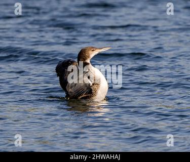 Loon giovanile comune loon con ali sparse nella sua fase di nuoto crescente nel suo ambiente e habitat circostante. Foto Loon. Verticale. Foto Stock