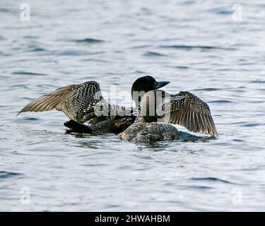 loon comune con bambino giovane immaturo loon nella sua fase di nuoto crescente con ali sparse nel loro ambiente e habitat circostante con vista posteriore. Foto Stock