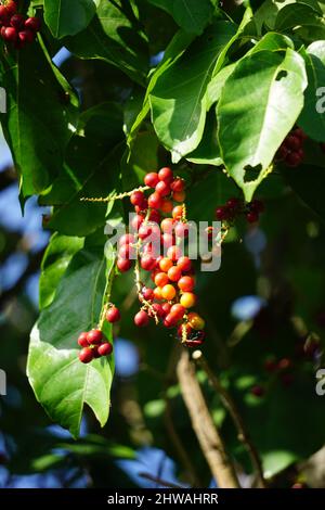 Antidema thwaiteisianum (chiamato anche Buah Buni) sull'albero. Antidema ha 101 specie accettate nel genere Foto Stock