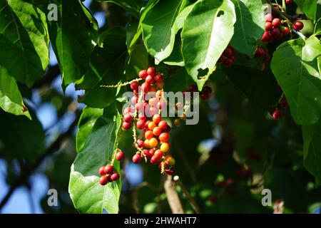 Antidema thwaiteisianum (chiamato anche Buah Buni) sull'albero. Antidema ha 101 specie accettate nel genere Foto Stock