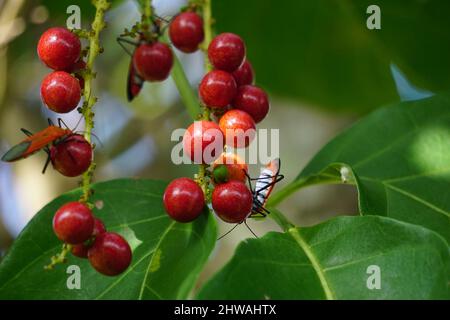 Antidema thwaiteisianum (chiamato anche Buah Buni) sull'albero. Antidema ha 101 specie accettate nel genere Foto Stock