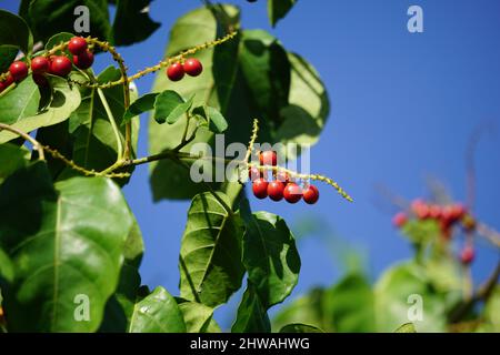 Antidema thwaiteisianum (chiamato anche Buah Buni) sull'albero. Antidema ha 101 specie accettate nel genere Foto Stock