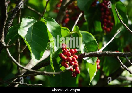 Antidema thwaiteisianum (chiamato anche Buah Buni) sull'albero. Antidema ha 101 specie accettate nel genere Foto Stock