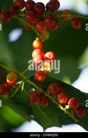 Antidema thwaiteisianum (chiamato anche Buah Buni) sull'albero. Antidema ha 101 specie accettate nel genere Foto Stock