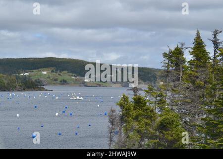 Allevamento di mitili sulla baia vicino a Trinity con paesaggio boscoso panoramico durante la primavera Foto Stock