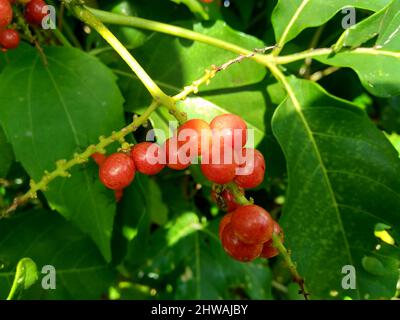 Antidema thwaiteisianum (chiamato anche Buah Buni) sull'albero. Antidema ha 101 specie accettate nel genere Foto Stock