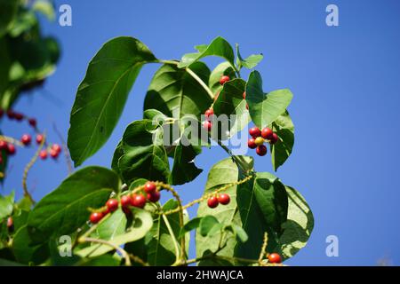 Antidema thwaiteisianum (chiamato anche Buah Buni) sull'albero. Antidema ha 101 specie accettate nel genere Foto Stock