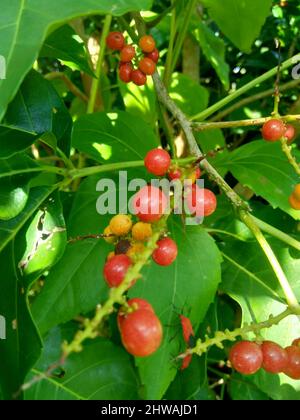 Antidema thwaiteisianum (chiamato anche Buah Buni) sull'albero. Antidema ha 101 specie accettate nel genere Foto Stock