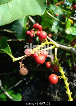 Antidema thwaiteisianum (chiamato anche Buah Buni) sull'albero. Antidema ha 101 specie accettate nel genere Foto Stock