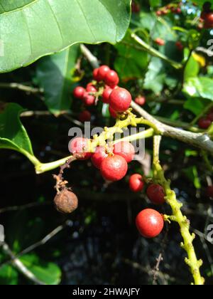 Antidema thwaiteisianum (chiamato anche Buah Buni) sull'albero. Antidema ha 101 specie accettate nel genere Foto Stock