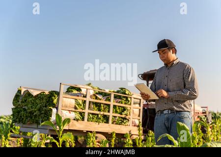 Agricoltura, contadino asiatico utilizzare un tablet per raccogliere informazioni di foglie di tabacco e il concetto di collegamento su Internet e sfondo con raccolti Foto Stock