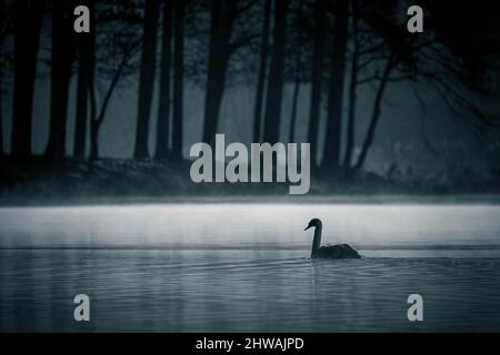 Silhouette di un cigno Muto (Cygnus olor) che scorre tranquillamente lungo l'acqua con un filtro blu monocromatico. Lake Benson Park, Raleigh, Carolina del Nord. Foto Stock