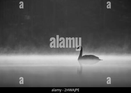 Silhouette di un cigno Muto (Cygnus olor) in una mattinata di nebbia che scivola tranquillamente lungo l'acqua in scala di grigi. Lake Benson Park, Raleigh, Carolina del Nord. Foto Stock