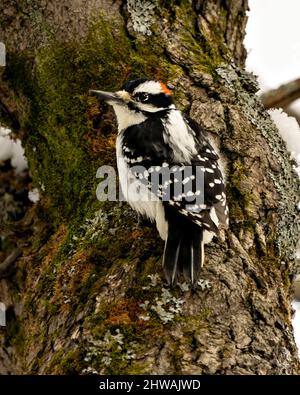 Downy Woodpecker maschio su un tronco d'albero con uno sfondo sfocato nel suo ambiente e habitat circostante mostrando bianco e nero piumaggio piuma. Foto Stock