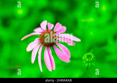 Fioritura del coneflower contro uno sfondo sfocato giardino nel parco di Columbus di Roses, Ohio Foto Stock