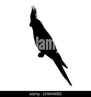 Silhouette di uccelli cockatiel. Illustrazione vettoriale di una silhouette nera di un pappagallo cockatiel seduto su un ramo isolato su sfondo bianco. Logo, s Illustrazione Vettoriale