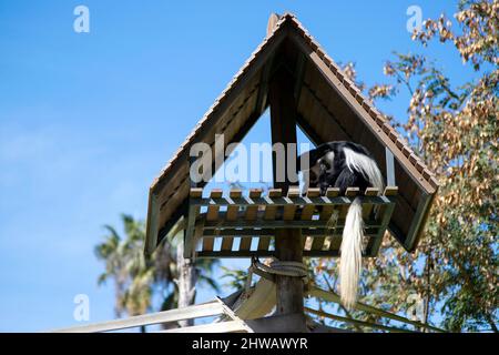 Guereza (Colobus guereza), noto anche come guereza, colobus bianco e nero orientale, o il colobus bianco e nero abissino. Vecchio mondo. Foto Stock