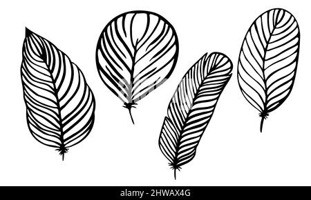 set di piume diverse scritte a mano in bianco e nero 2 Illustrazione Vettoriale