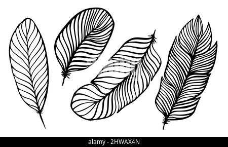 set di piume diverse scritte a mano in bianco e nero 4 Illustrazione Vettoriale