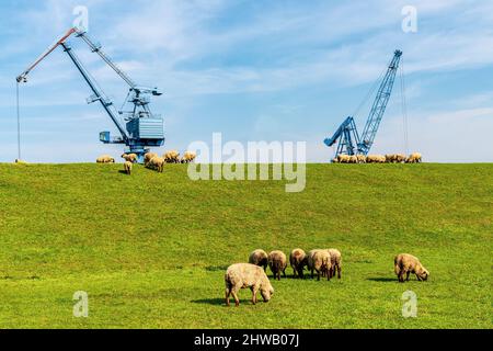 Pecore che pascolano sulla diga fino al porto di Orsoy, Renania settentrionale-Vestfalia, Germania Foto Stock