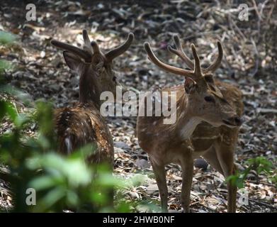 Cervi (asse) o cervi (asse) che foraggiano nella foresta : (Pix SShukla) Foto Stock