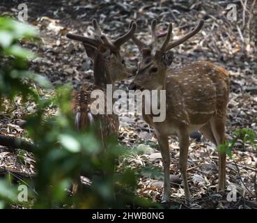 Cervi (asse) o cervi (asse) che foraggiano nella foresta : (Pix SShukla) Foto Stock