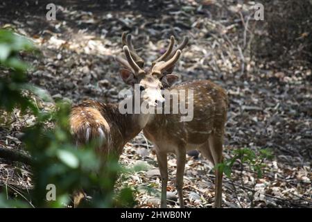 Cervi (asse) o cervi (asse) che foraggiano nella foresta : (Pix SShukla) Foto Stock