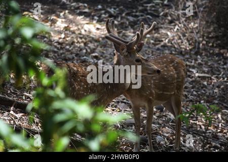 Cervi (asse) o cervi (asse) che foraggiano nella foresta : (Pix SShukla) Foto Stock