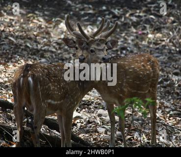 Cervi (asse) o cervi (asse) che foraggiano nella foresta : (Pix SShukla) Foto Stock