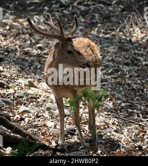 Cervi (asse) o cervi (asse) che foraggiano nella foresta : (Pix SShukla) Foto Stock