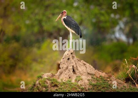 Cicogna Marabou, Leptoptilos crumenifer, luce notturna, delta di Okavango, Botswana in Africa. Fauna selvatica, animale nella natura selvaggia. Uccelli seduti sulla te Foto Stock