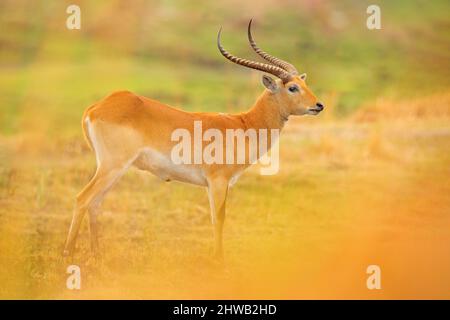 Lechwe, Kobus leche, antilope nelle zone umide d'erba dorata con acqua. Lechve che corre nelle acque del fiume, Okavango delta, Botswana in Africa. Fauna selvatica Foto Stock