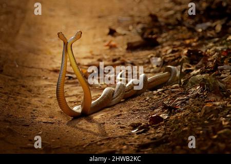 Serpenti indiani di ratto in lotta, Ptyas mucosa. Due serpenti indiani non velenosi intrudati nella danza d'amore sulla strada polverosa del parco nazionale di Ranthambore, India. Foto Stock
