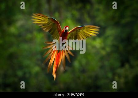 Pappagallo che vola in verde scuro vegetazione. Macaw forma rara Ara macao x Ara ambigua, nella foresta tropicale, Costa Rica. Pappagallo rosso ibrido della mosca nella foresta. Selvaggio Foto Stock