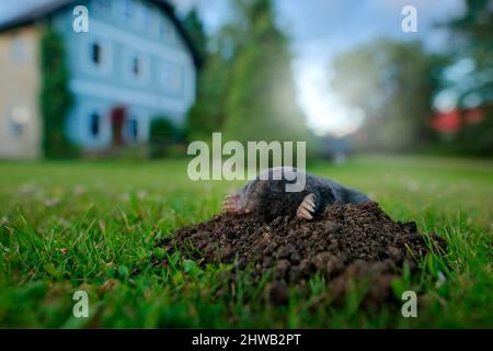 Mole, fauna selvatica urbana. Mole in giardino con casa sullo sfondo. Talpa europaea, strisciando di molehill marrone, erba verde. Obiettivo grandangolare con Foto Stock