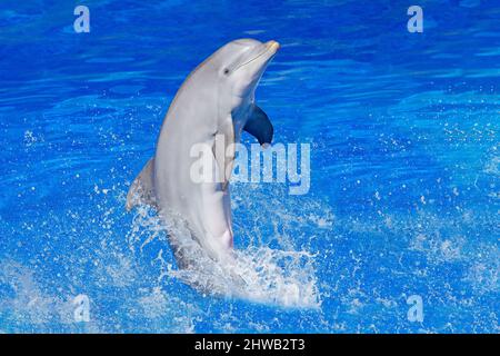 Oceano onda con animale. Delfino bottlenosed, truncatus Tursiops, nell'acqua blu. Scena d'azione della fauna selvatica dall'oceano Dolphin che salta dal mare. Divertimento Foto Stock