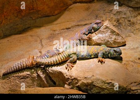 Uromastyx ornata, mastigure ornate seduta sulla pietra in abito natura. Rettili nell'habitat roccioso di montagna, da Israele meridionale. Coppia di luzar Foto Stock