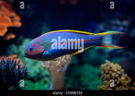 Il wrasse di Klunzinger, Thalassoma rueppellii, noto anche come wrasse di Rüppell, specie di pesci alettati. Pesci blu nell'acqua dell'oceano. Bel mare ani Foto Stock