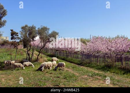 Manutenzione di spazi verdi da parte di un gregge di pecore nel distretto di Malbosc. Montpellier, Occitanie, Francia Foto Stock