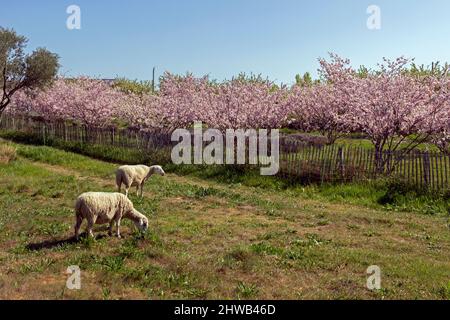 Manutenzione di spazi verdi da parte di un gregge di pecore nel distretto di Malbosc. Montpellier, Occitanie, Francia Foto Stock