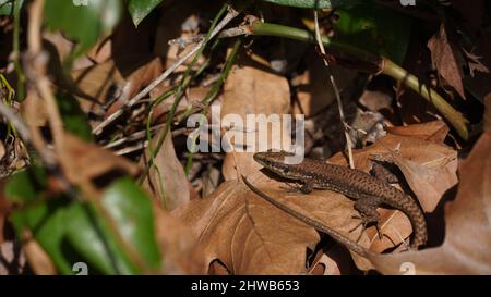 La lucertola lievis, o lucertola libanese, è una specie di lucertola della famiglia Lacertidae. Si trova in Israele, Libano Foto Stock