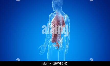 Sistema digestivo, illustrazione Foto Stock