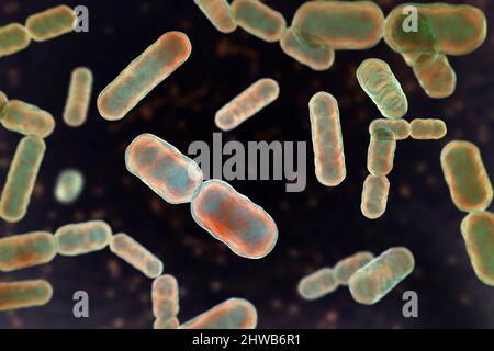 Bacteroides sp. Batteri, illustrazione Foto Stock