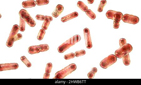 Bacteroides sp. Batteri, illustrazione Foto Stock