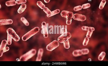 Bacteroides sp. Batteri, illustrazione Foto Stock