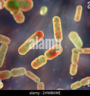 Bacteroides sp. Batteri, illustrazione Foto Stock