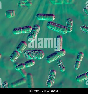 Bacteroides sp. Batteri, illustrazione Foto Stock