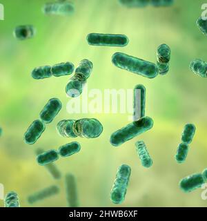 Bacteroides sp. Batteri, illustrazione Foto Stock