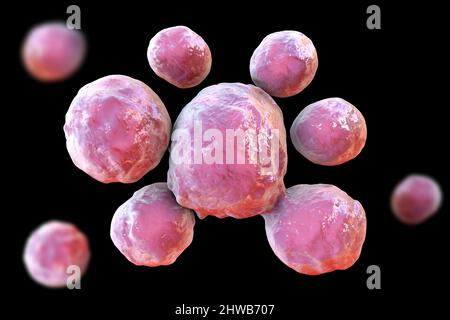 Funghi Paracoccidioides lutzii, illustrazione Foto Stock